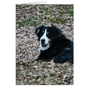 Chien de montagne bernois en automne