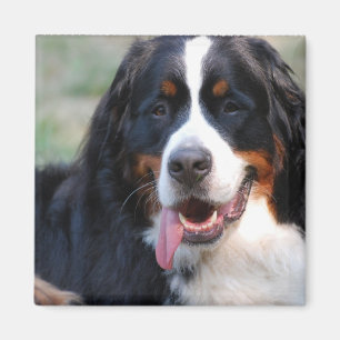 Chien de montagne de Bernese avec le grand aimant