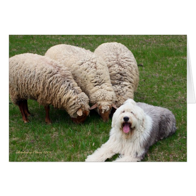 Chien de moutons anglais (Devant Horizontal)
