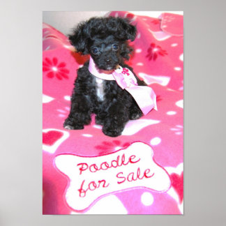 Chien de poche Black Toy Poodle à vendre Poster