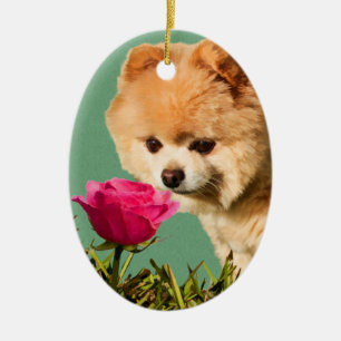 Chien de Pomeranian et ornement rose