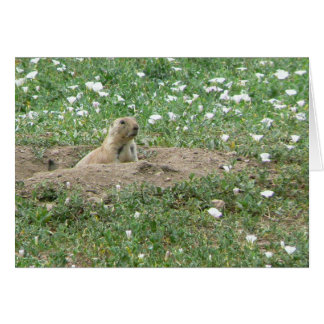 Chien de prairie