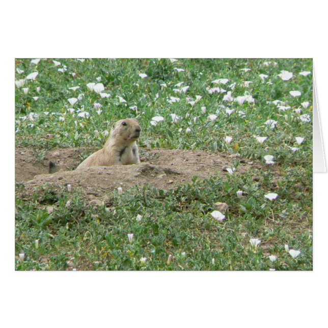 Chien de prairie (Devant horizontal)