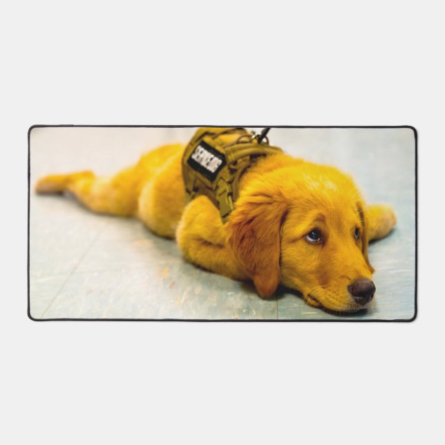 CHIEN DE SERVICE MILITAIRE AMÉRICAIN (Recto)