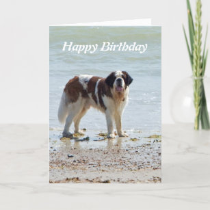 Cadeaux Bernard De Joyeux Anniversaire Zazzle Fr