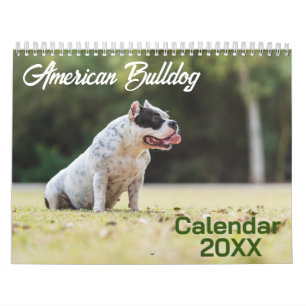 Chien de taureau américain calendrier 2026