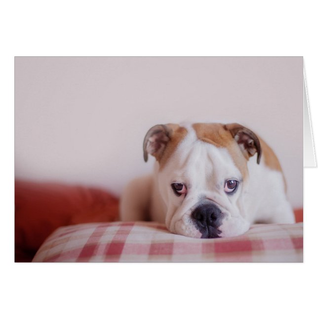 Chien de taureau anglais timide (Devant horizontal)