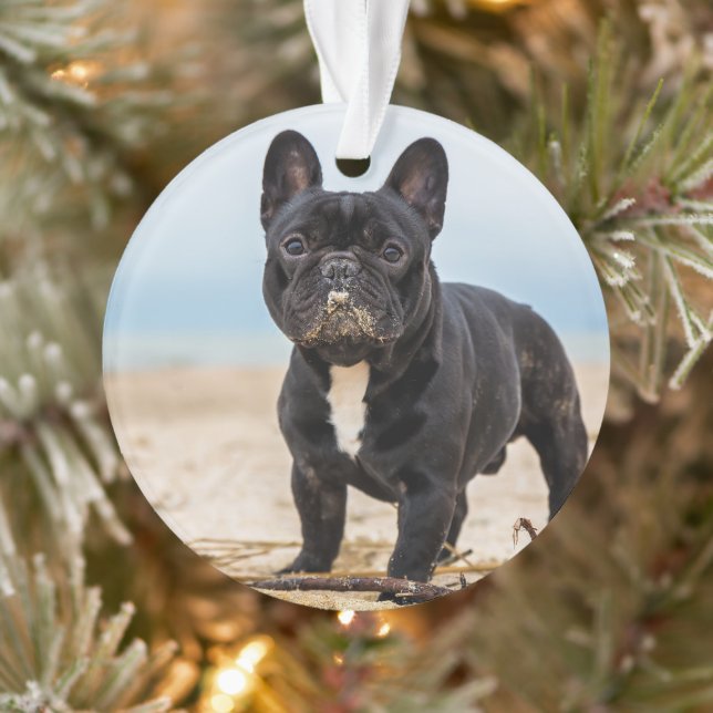 Chien de taureau français jouant dans le sable (Arbre)