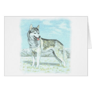 Chien de traîneau sibérien