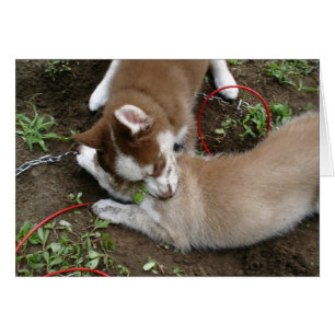 Chien de traîneau sibérien (3)