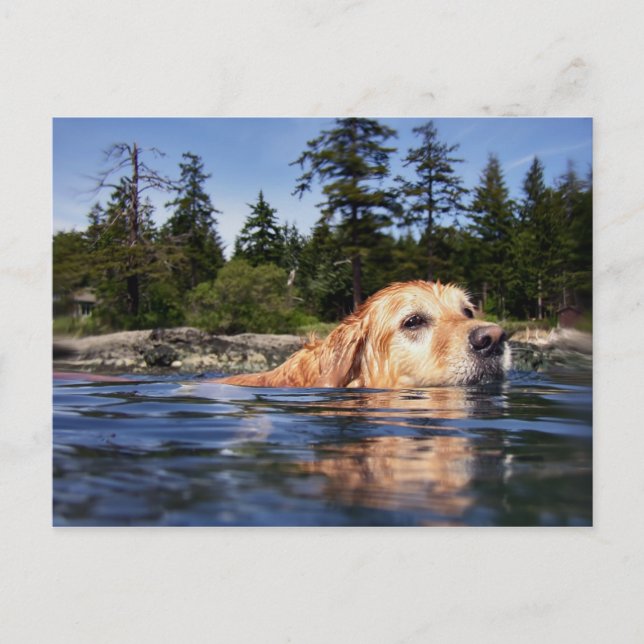Chien d'eau - Carte postale (Devant)