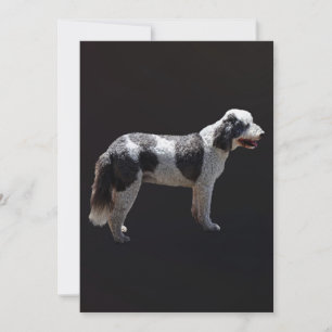 Chien d'eau portugais