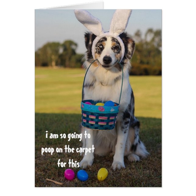 Chien déguisé Lapin de Pâques Berger Australien (Devant)