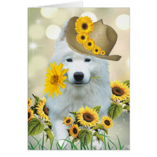 Chien d'épis américain