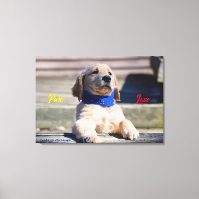 Chien d'or avec Bandana - Impression en toile (Recto)