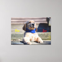 Chien d'or avec Bandana - Impression en toile