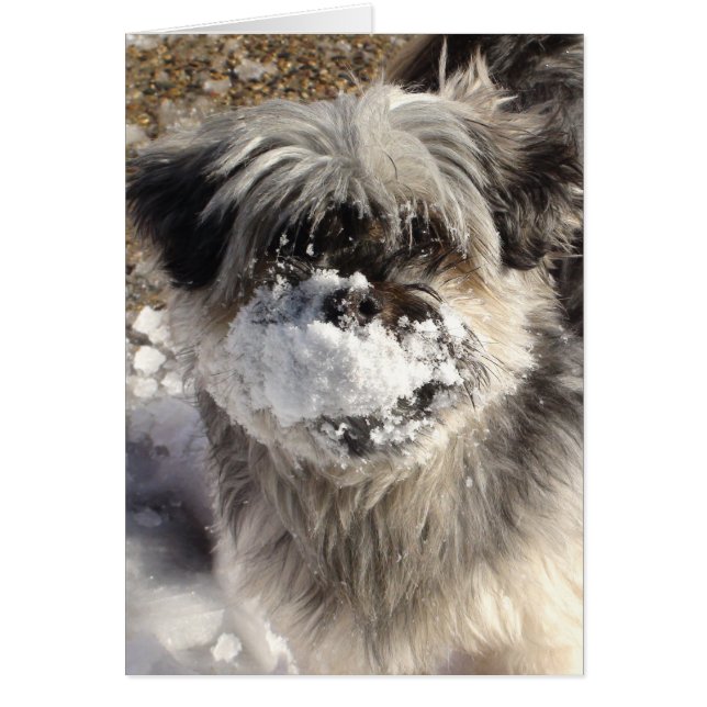 Chien drôle avec de la neige sur le nez (Devant)