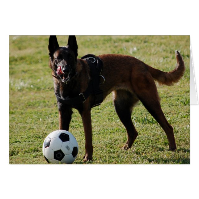 Chien du football (Devant horizontal)