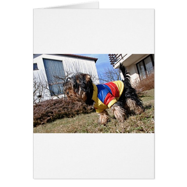 Chien du Yorkshire Terrier (Devant)