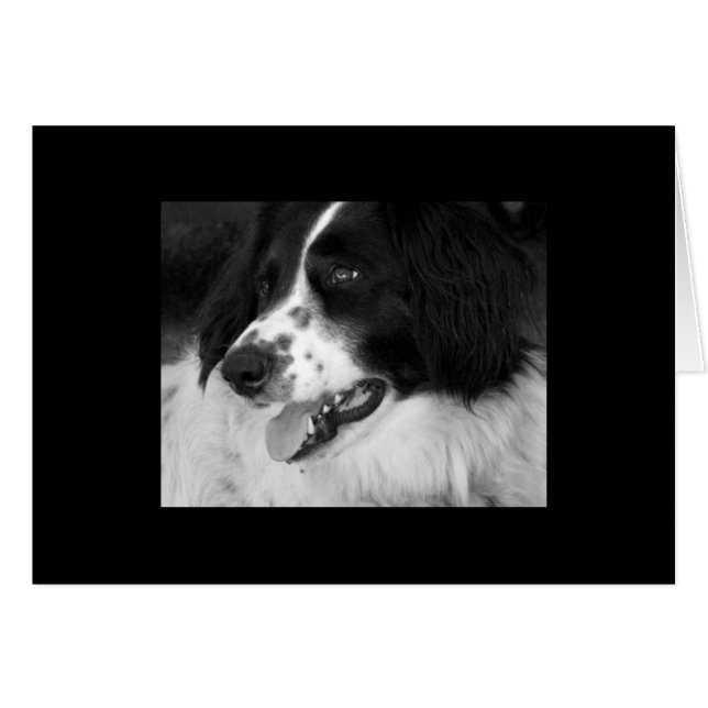Chien en en attente avec excitation (Devant horizontal)