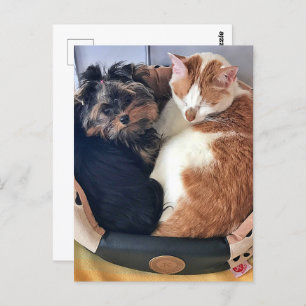 Chien et chat, Carte postale