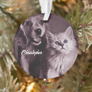 Chien et Chat, Recherche Personnalisée