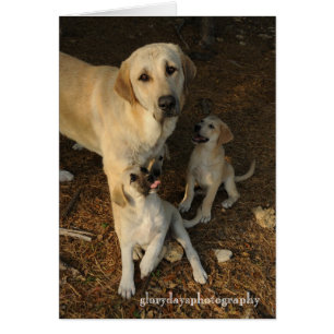 Chien et chips de berger anatolien