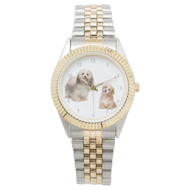 Chien Havanais et Montre de levrette (devant)