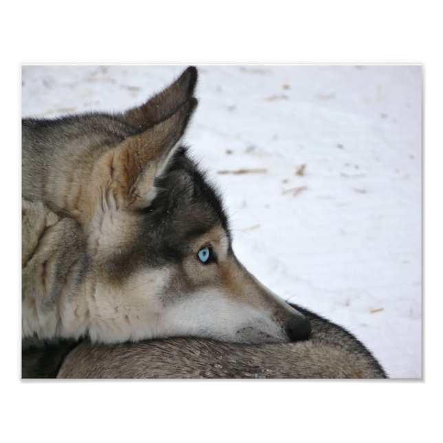 Chien Husky aux yeux bleus photo (Devant)