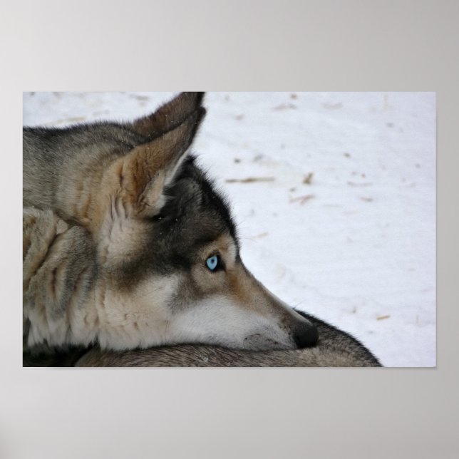 Chien Husky avec affiche aux yeux bleus (Devant)
