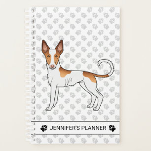 Chien Ibizan Hound à poil lisse blanc et rouge ave