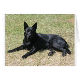Chien Kelpie australien