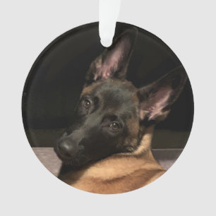 Chien malinois