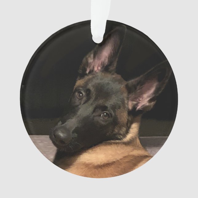 Chien malinois (devant)