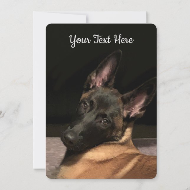 Chien malinois (Devant)
