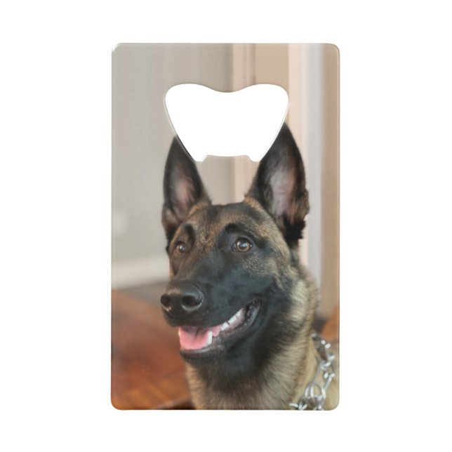 Chien malinois (Devant)
