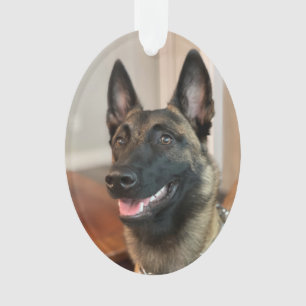 Chien malinois