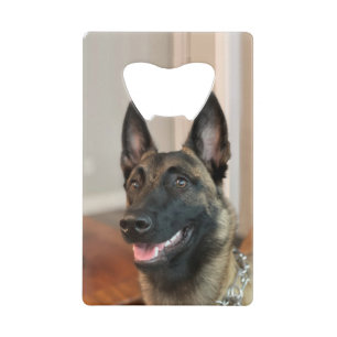 Chien Malinois belge
