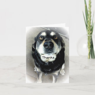 Chien Merci