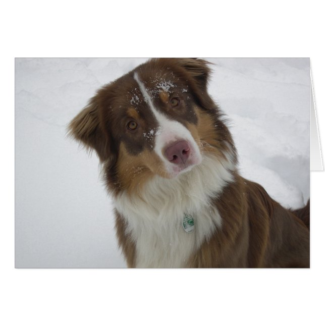 Chien mignon (Devant horizontal)