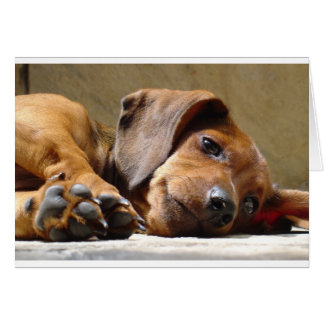 Chien mignon