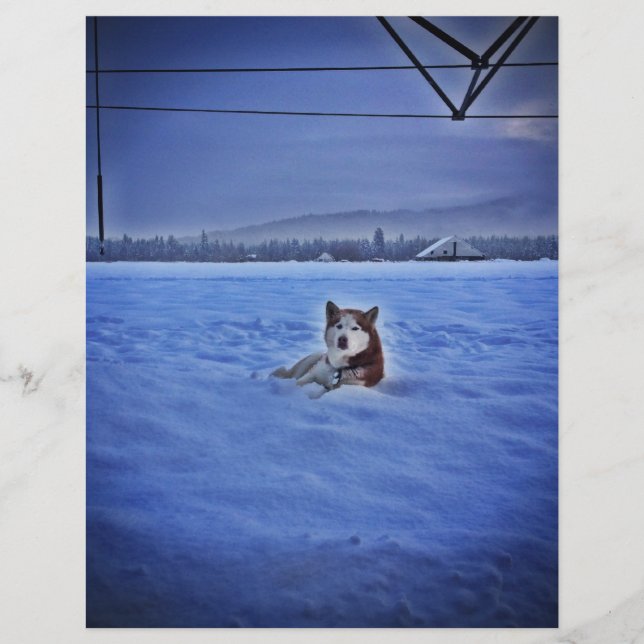 chien mignon dans la neige (Devant)