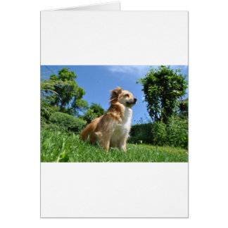 Chien mignon dans l'herbe