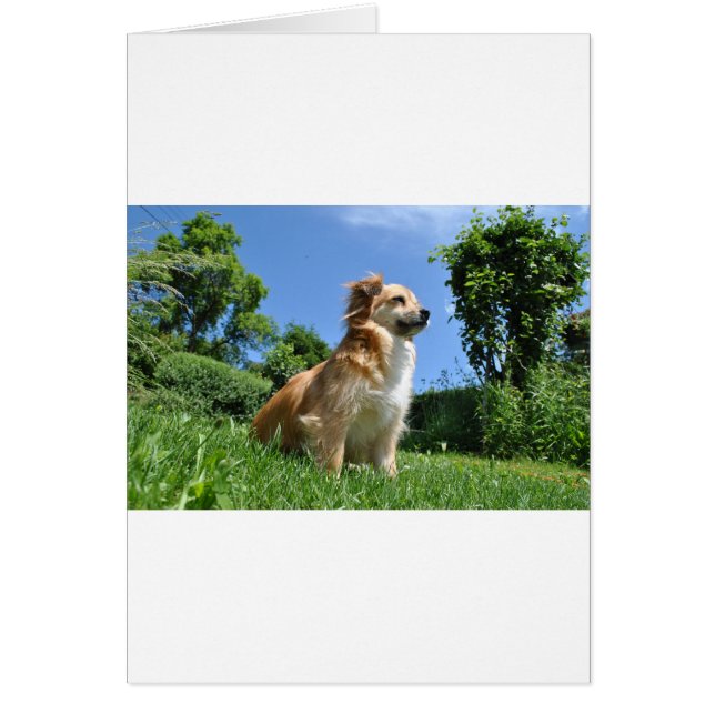 Chien mignon dans l'herbe (Devant)