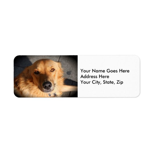 Chien mignon de golden retriever étiquette d’adresse retour