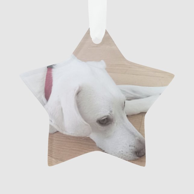 Chien mignon portant rouge collier étoile Noël (devant)