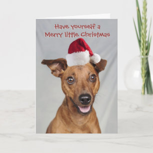 Chien Min Pin avec carte de Noël Père Noël casquet