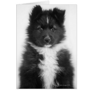 Chien Mongrel, Tir Studio