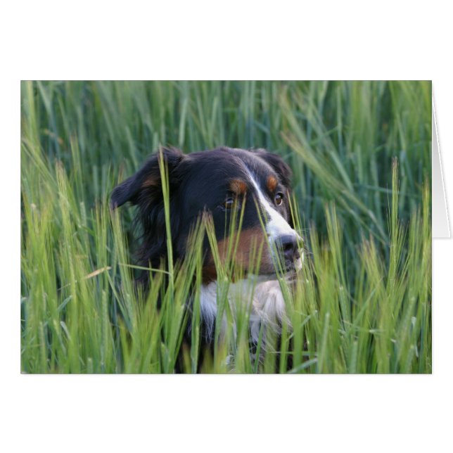 Chien mouton dans l'herbe (Devant horizontal)