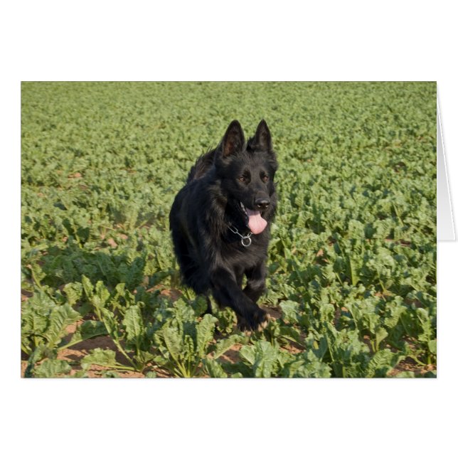 Chien noir (Devant horizontal)